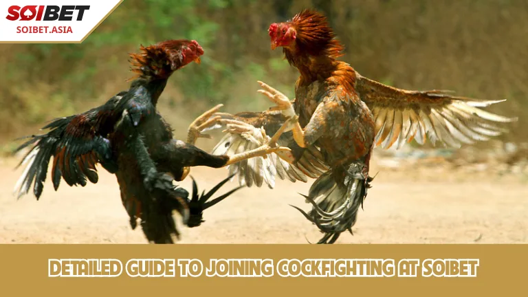 คำแนะนำโดยละเอียดเกี่ยวกับวิธีการเข้าร่วมการชนไก่ที่ SOIBET