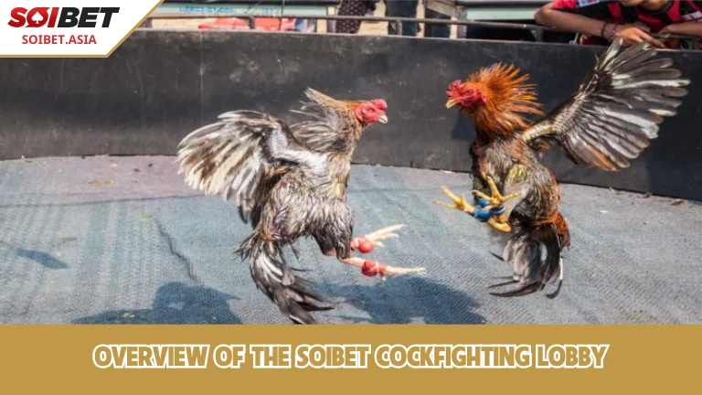 ข้อมูลบางส่วนเกี่ยวกับห้องพนันไก่ชน SOIBET